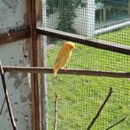 Oranje mannelijke kanarie 2025, Dieren en Toebehoren, Mannelijk, Kleurkanarie