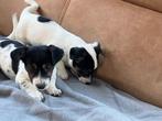 Jack russell pups, Animaux & Accessoires, Chiens | Jack Russell & Terriers, Particulier, 8 à 15 semaines, Plusieurs, Parvovirose