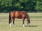 Zeer lieve 7 jarige ruin te koop, Dieren en Toebehoren, Ruin, Recreatiepaard, Gechipt