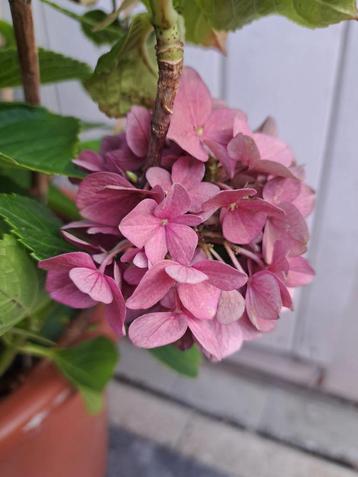 Hortensia in pot van +/- 50 cm beschikbaar voor biedingen