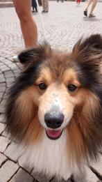 Uitlaatservice hond, Ophalen