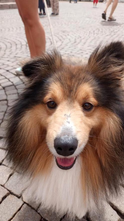 Uitlaatservice hond, Dieren en Toebehoren, Honden-accessoires, Ophalen