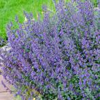 nepeta faassenii in pot, Tuin en Terras, Planten | Tuinplanten, Ophalen, Vaste plant