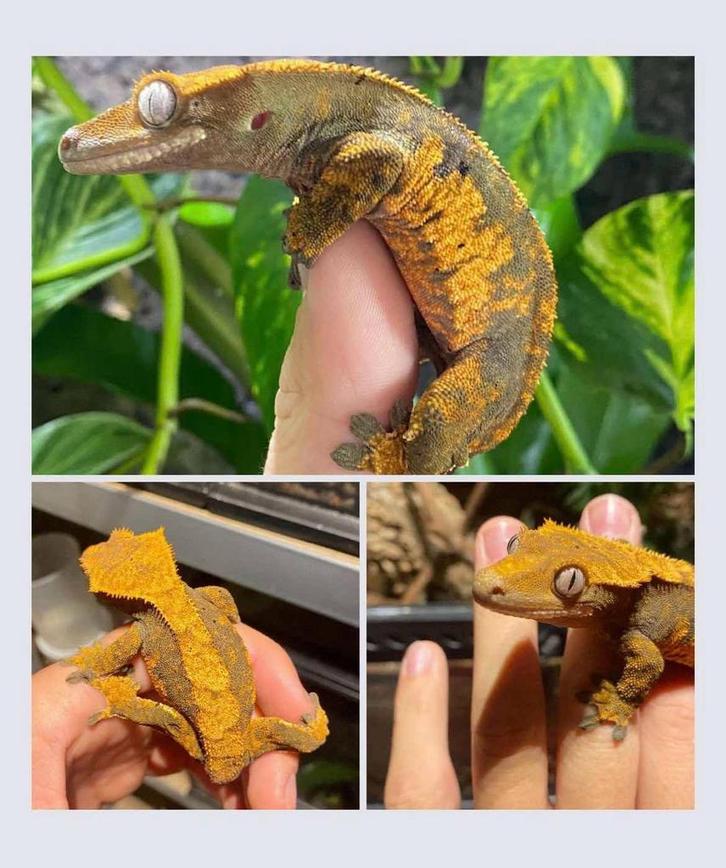 Couple gecko a crete koppel Wimpergecko crestedgeckos, Dieren en Toebehoren, Reptielen en Amfibieën