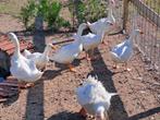 Krulveer ganzen wit, Dieren en Toebehoren, Vogels | Overige Vogels, Meerdere dieren, Wildzangvogel, Tam