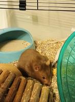 Syrische hamster mannetje, Hamster