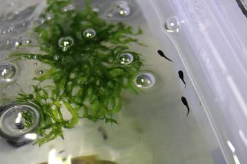 Black molly longtail (baby’s) beschikbaar voor biedingen