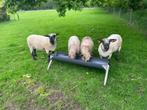 hampshire  Down schapen, Animaux & Accessoires, Moutons, Chèvres & Cochons, Mouton, Plusieurs animaux, 0 à 2 ans
