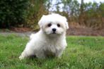 Maltezer puppy teef, geboren 15 juli, Dieren en Toebehoren, Honden | Chihuahua's en Gezelschapshonden, België, Maltezer, CDV (hondenziekte)