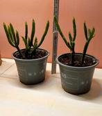 Succulente plant - Succulent, Huis en Inrichting, Kamerplanten, Ophalen of Verzenden