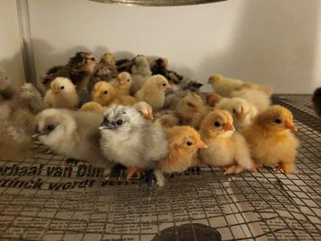 Eendagskuikens kuikens, Dieren en Toebehoren, Pluimvee, Geslacht onbekend, Kip