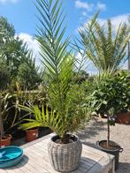 Phoenix Canariensis - dadelpalm, Ophalen