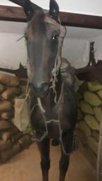 Mannequin  cheval.arnachement belge, Collections, Objets militaires | Général, Autres types, Armée de terre, Enlèvement ou Envoi