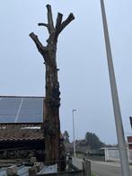 Eik op stam, Tuin en Terras, Brandhout, Ophalen, Eikenhout, Stammen