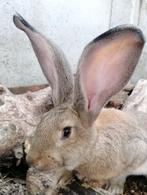 Vlaamse reus rammelaar, Dieren en Toebehoren, Konijnen, Mannelijk, Groot, 0 tot 2 jaar