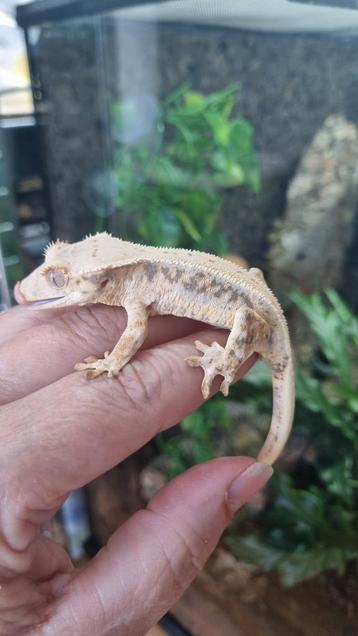 Wimpergekko LW man beschikbaar voor biedingen