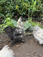 Zijdegoender haan, Dieren en Toebehoren