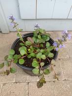Ajuga Reptans, Tuin en Terras, Ophalen, Halfschaduw