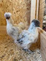Koppel zijdehoen, Dieren en Toebehoren, Pluimvee, Meerdere dieren, Kip
