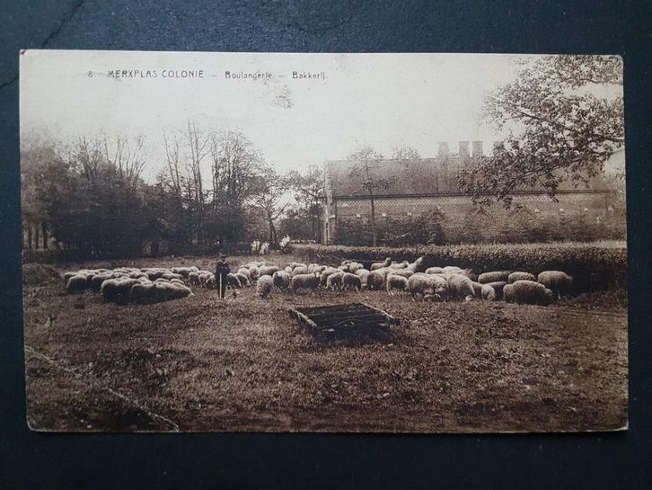 Postkaart Merksplas Merxplas Colonie Bakkerij Schaap Schapen, Verzamelen, Postkaarten | België, Gelopen, Antwerpen, 1920 tot 1940