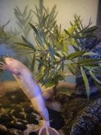 10 Afrikaanse dwergklauwkikker  ( xenopus laevie) +aquarium, Dieren en Toebehoren, Ophalen