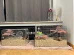2 cages à hamster Zolux Panas 50 + 60, Kooi, Zo goed als nieuw, Muis, 75 tot 110 cm