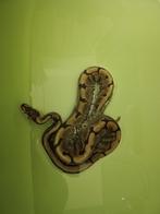 Python regius Spider (n'a pas la tare), Serpent, Domestique, 11 ans ou plus