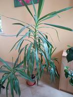 Superbe yucca d'intérieur, Ophalen, Yucca, Halfschaduw, 150 tot 200 cm