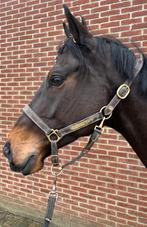 Mooie en lieve allround ruin, Dieren en Toebehoren, Paarden, Ruin