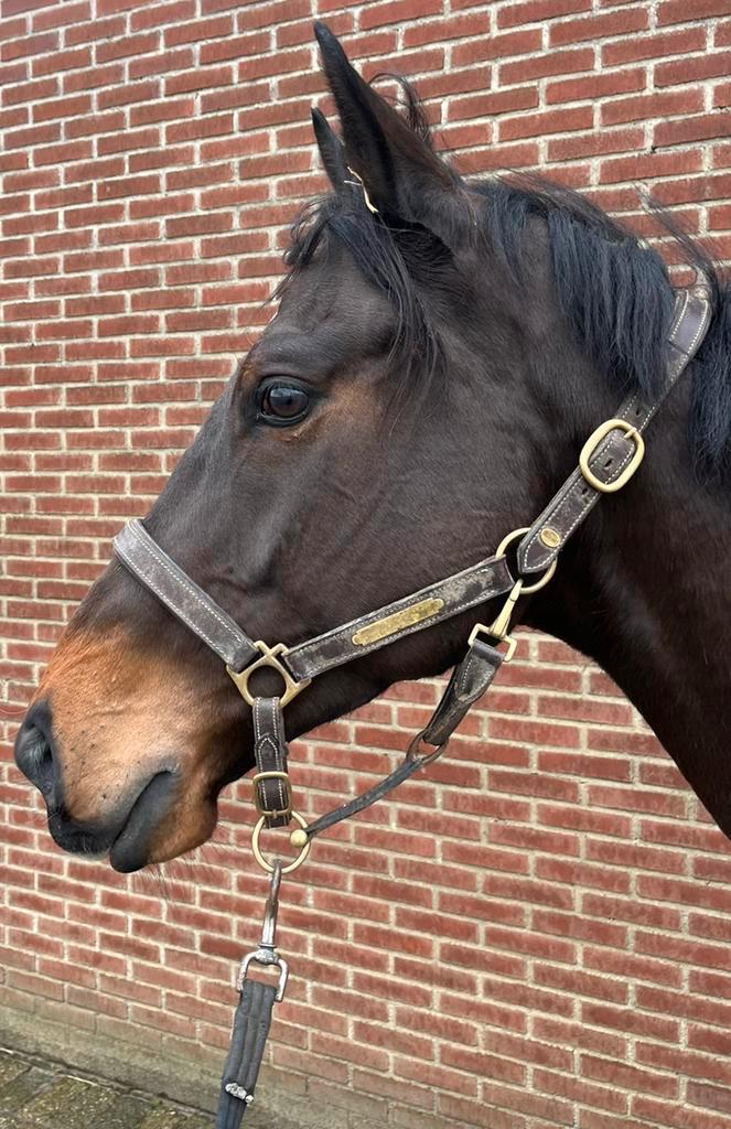 Mooie en lieve allround ruin, Dieren en Toebehoren, Paarden, Ruin