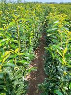 Prunus Laurocerasus 'Genolia', Jardin & Terrasse, Enlèvement