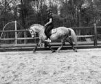 Mooie en lieve b pony ( pedigree ), Dieren en Toebehoren