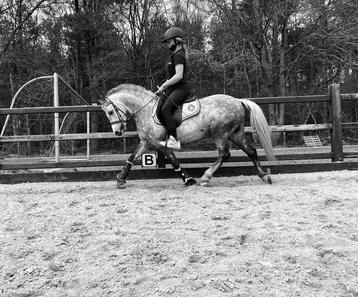 Mooie en lieve b pony ( pedigree ) beschikbaar voor biedingen