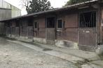 Pension chevaux, Dieren en Toebehoren, Stalling en Weidegang, Weidegang, 2 of 3 paarden of pony's