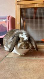 Twee lieve tamme konijntjes, Dieren en Toebehoren, Konijnen, Vrouwelijk, Middelgroot, Hangoor, 0 tot 2 jaar