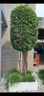 Plantenbak 100x100x30cm zonder bodem, Enlèvement