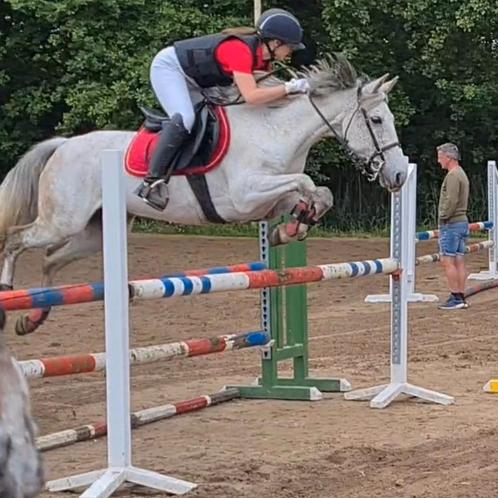 Veelzijdige 8 jarige D sport pony, Dieren en Toebehoren, Pony's, Merrie, M