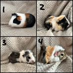 Cavia’s die het nest kunnen verlaten - beertjes (jongens), Mannelijk, Cavia, Tam