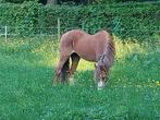 B pony, B, Met stamboom