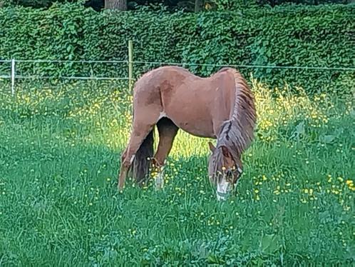 B pony, Dieren en Toebehoren, Pony's, B, Met stamboom