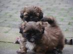 Prachtige Shih-Tzu pups, Dieren en Toebehoren, CDV (hondenziekte), Meerdere, 8 tot 15 weken, Reu