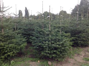 Groenblijvende hagen en coniferen en kerstbomen beschikbaar voor biedingen