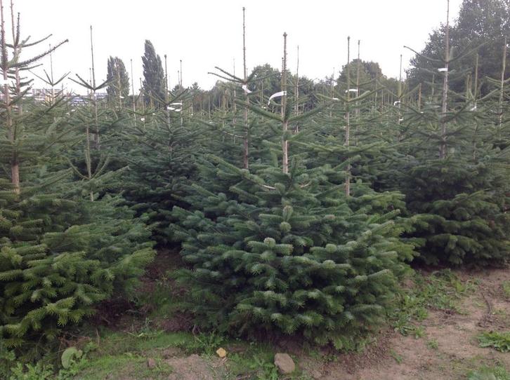 Groenblijvende hagen en coniferen en kerstbomen, Tuin en Terras, Planten | Bomen, 100 tot 250 cm, In pot, Ophalen