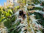 Aesculus parviflora, Vaste plant, Halfschaduw, Zomer, Ophalen