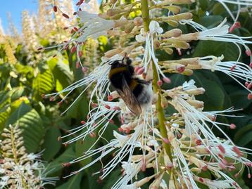 Aesculus parviflora  beschikbaar voor biedingen