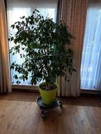 Mooie ,gezonde grote  1,66 hoogte benjamina ficusplant, Ophalen