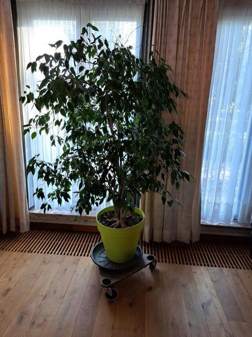 Mooie ,gezonde grote  1,66 hoogte benjamina ficusplant, Huis en Inrichting, Kamerplanten, Ophalen