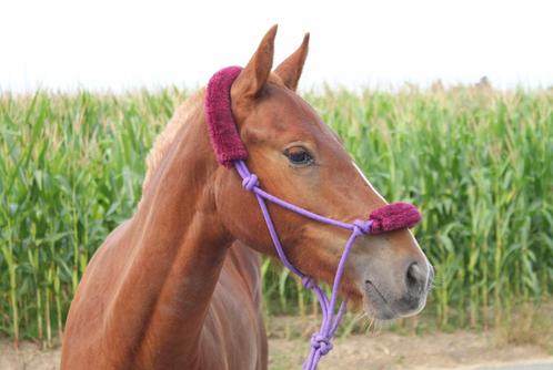 Hongre franche montagne, Animaux & Accessoires, Chevaux, Hongre, Ne s'applique pas, 0 à 2 ans, Avec pedigree, Avec puce électronique