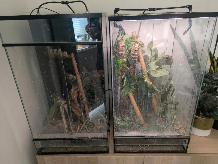 2 Terrariums met wimpergekko's, Animaux & Accessoires, Reptiles & Amphibiens, Lézard, 3 à 6 ans, Avec terrarium