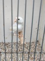 Kanaries., Dieren en Toebehoren